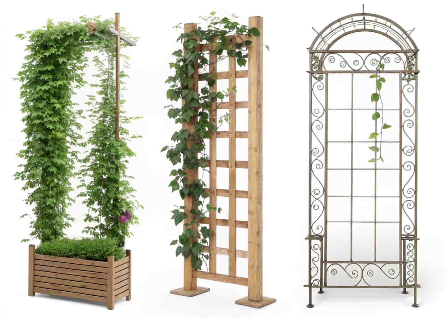 Trellis Ideas