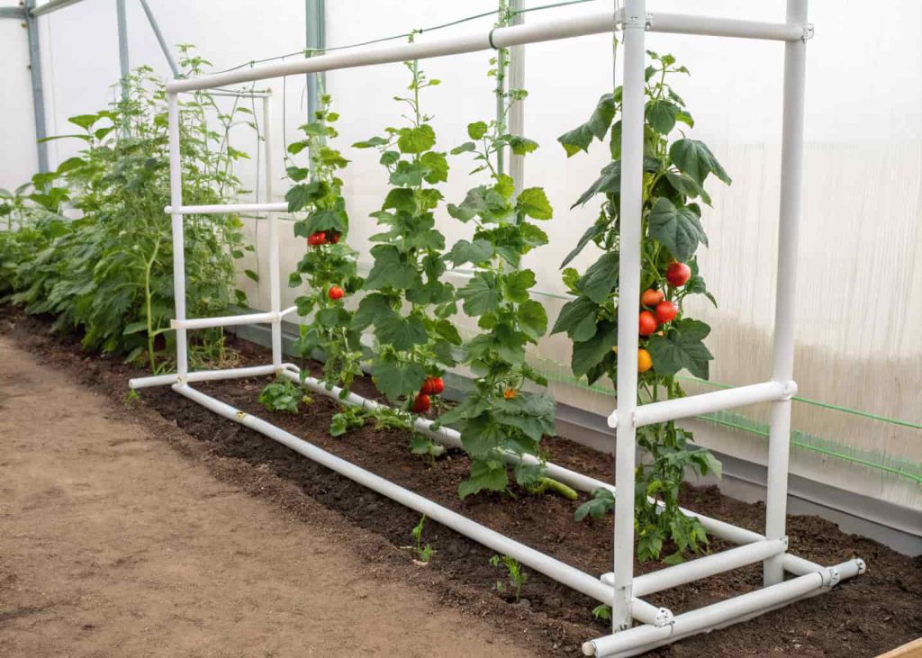 A white PVC pipe trellis frame in a vegetable garden with cucumber and tomato plants climbing up, practical garden setting, summer growing season, clean and functional style photography.