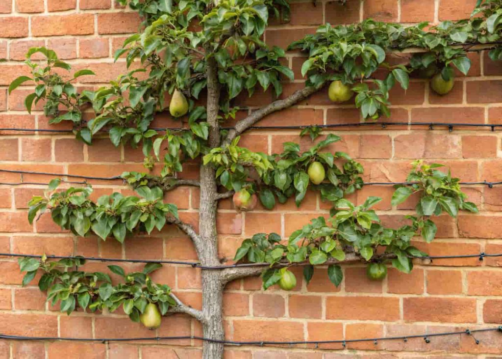 A pear tree trained in a classic espalier pattern against a warm brick wall with horizontal wire supports, green leaves and ripening fruit, formal garden, summer, close-up detailed photography.