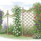 Trellis Plants