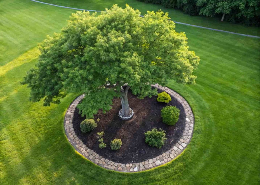 A mature backyard tree with a neat circular ring of smooth river rocks surrounding its base, dark mulch inside the ring, green lawn surrounding it, overhead angle, realistic daylight photo