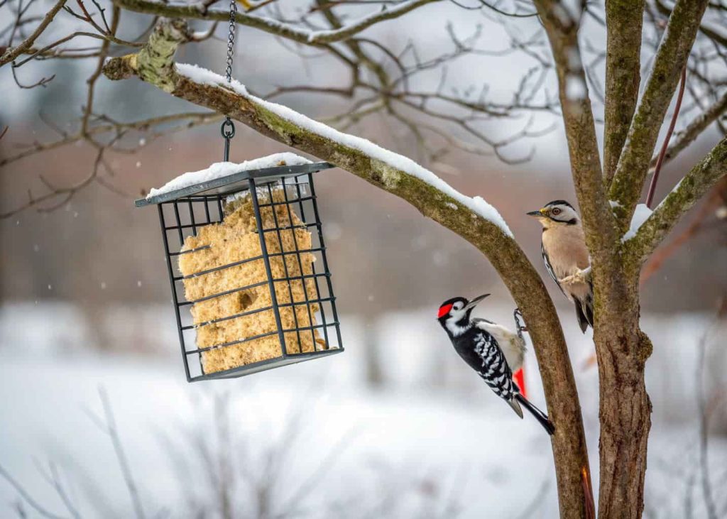 “Suet block in a wire feeder hanging from tree, woodpeckers and chickadees feeding, winter garden”