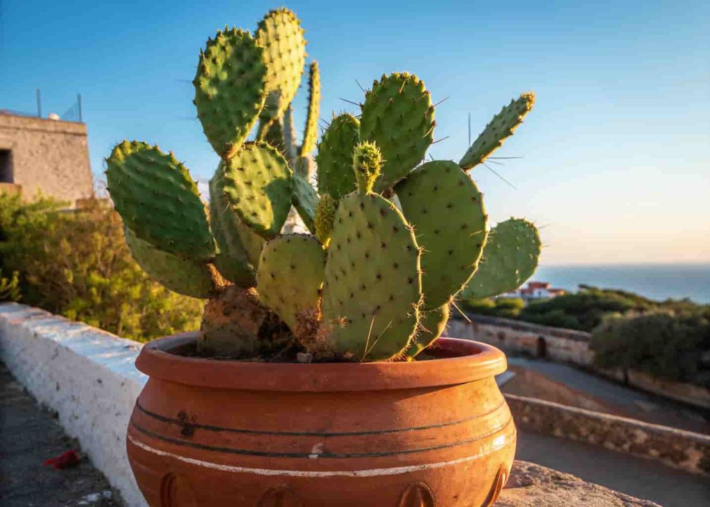 Green prickly pear cactus with flat paddle-shaped segments in a terracotta pot under bright sunlight