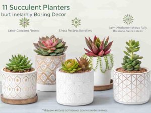 Succulent Planters