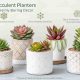 Succulent Planters