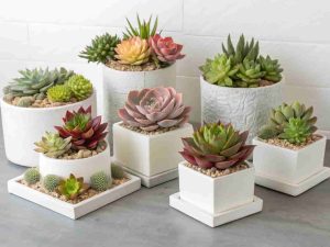 Succulent Centerpieces