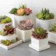 Succulent Centerpieces