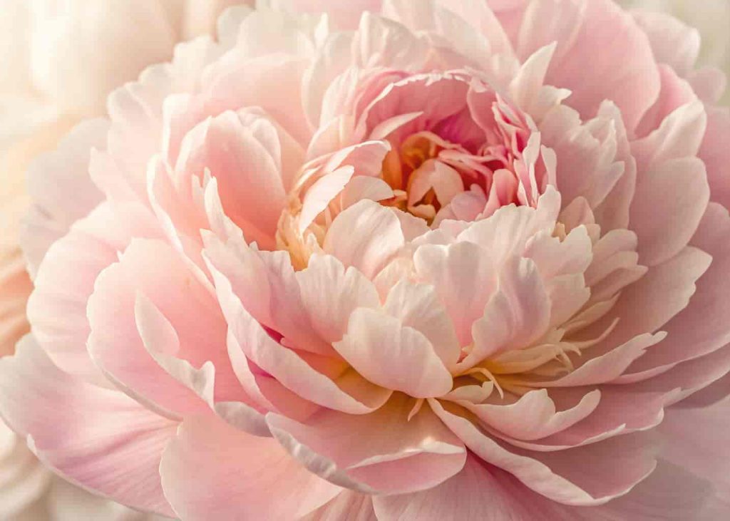  Lush blush pink peony in full bloom photographed close-up with creamy soft background and natural lighting