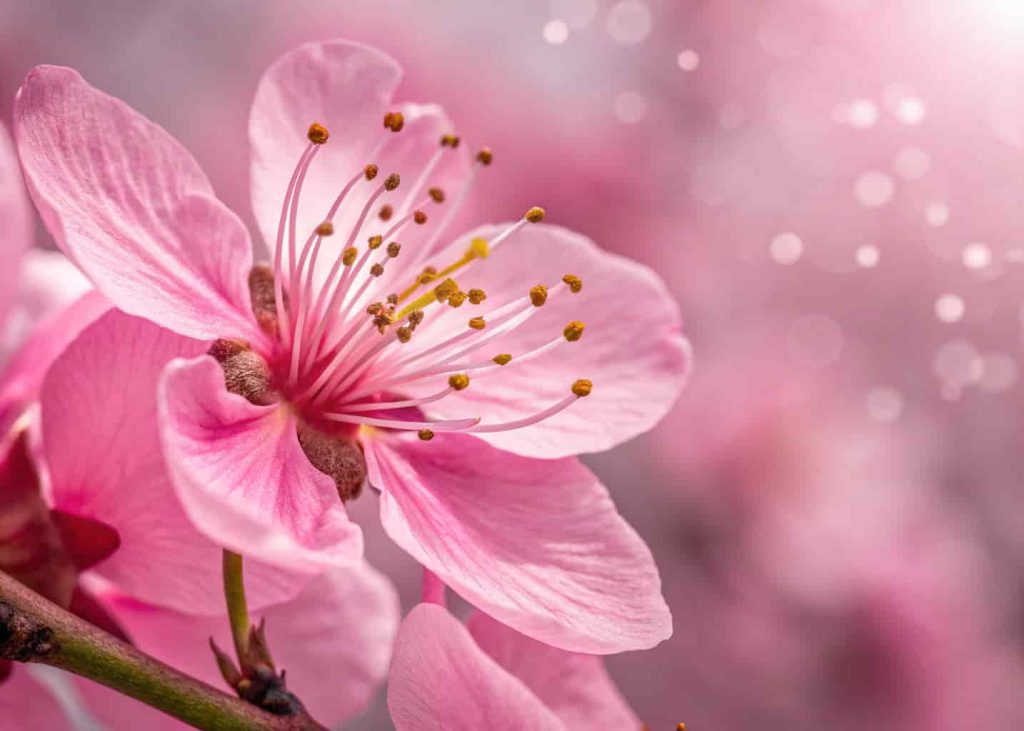 Extreme close-up macro photograph of pink flower petals revealing fine texture and color gradients from deep to pale pink