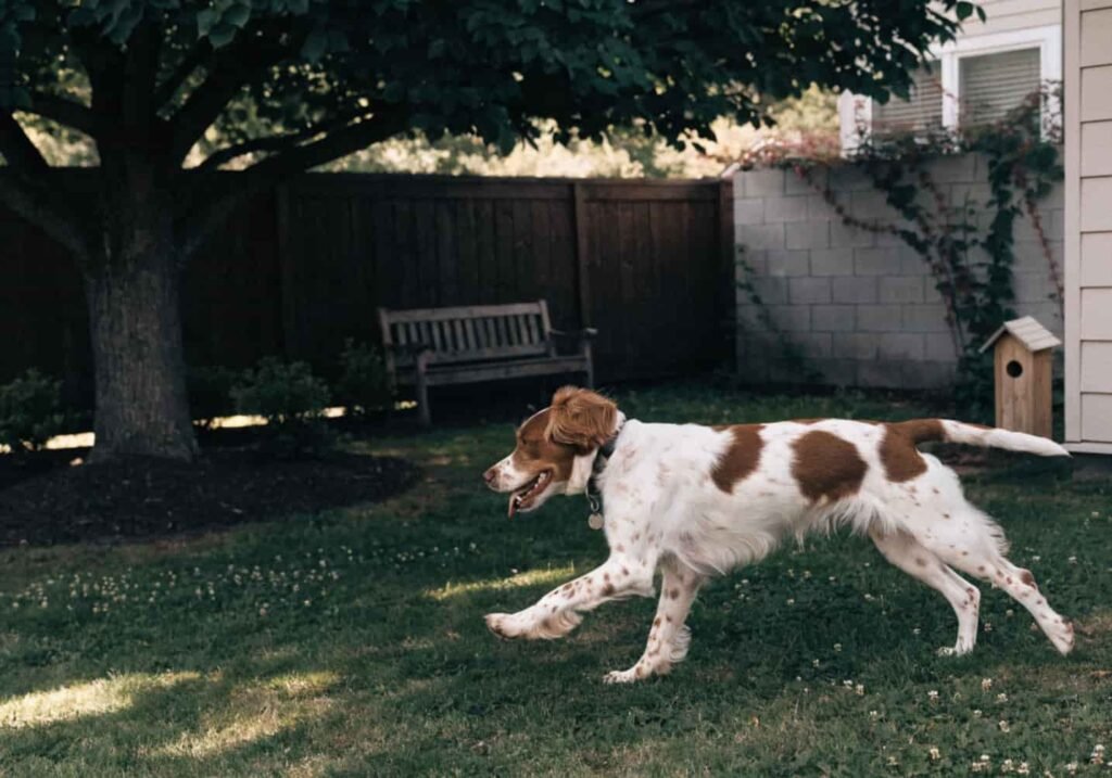Dog playing safely in a pet-friendly fenced backyard