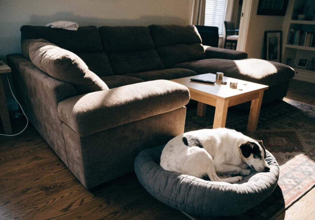 Pet-friendly sectional sofa layout with space for a pet bed