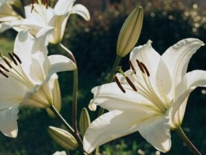 Elegance of Lilies