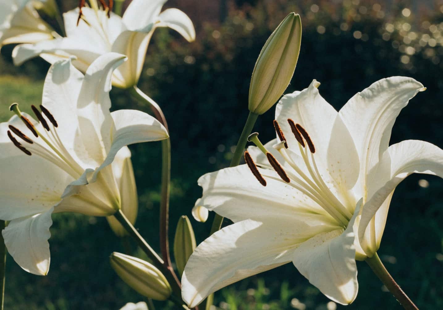 Elegance of Lilies