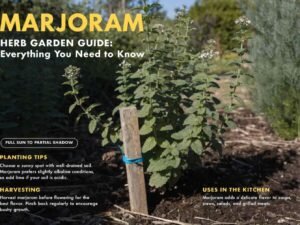 Marjoram Herb Garden