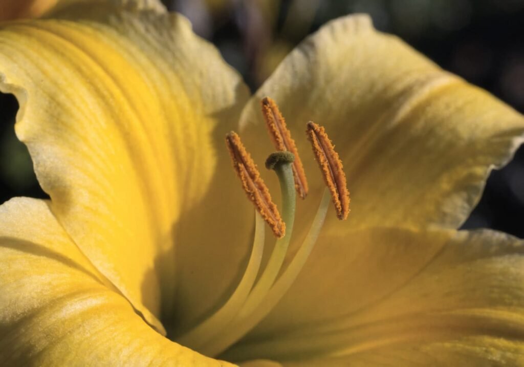 Macro close-up of a yellow lily showing pollen-covered orange anthers