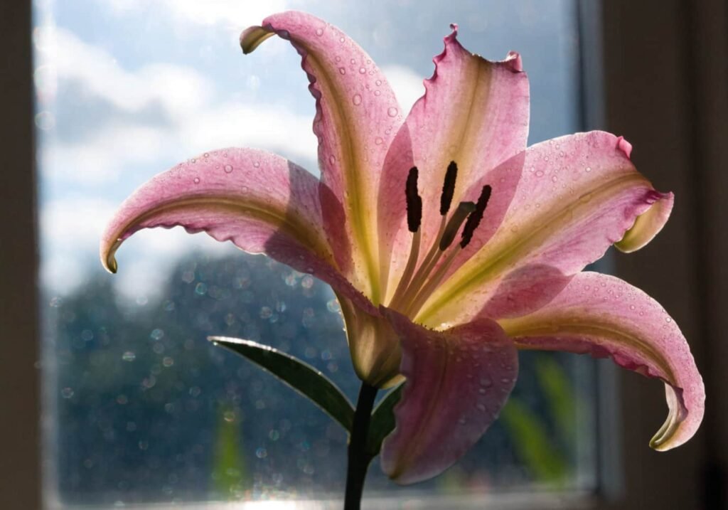 Backlit close-up photo of a pink lily with dew droplets and sunlight through the petals