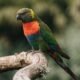 Rainbow Lorikeet