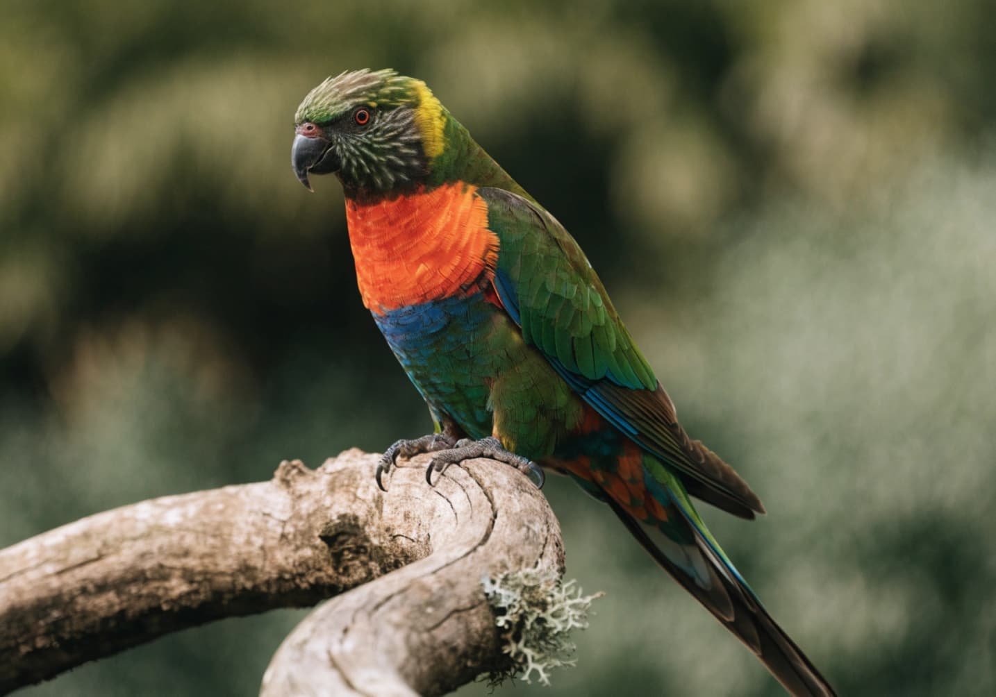 Rainbow Lorikeet