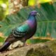Nicobar Pigeon