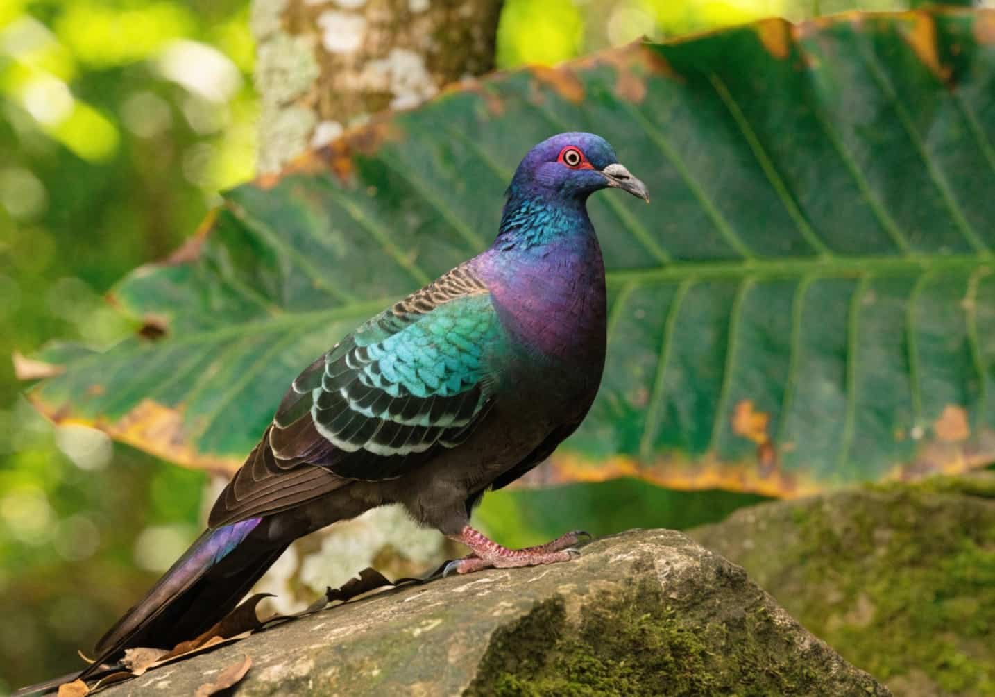 Nicobar Pigeon