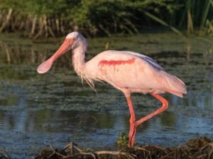 Spoonbill Bird