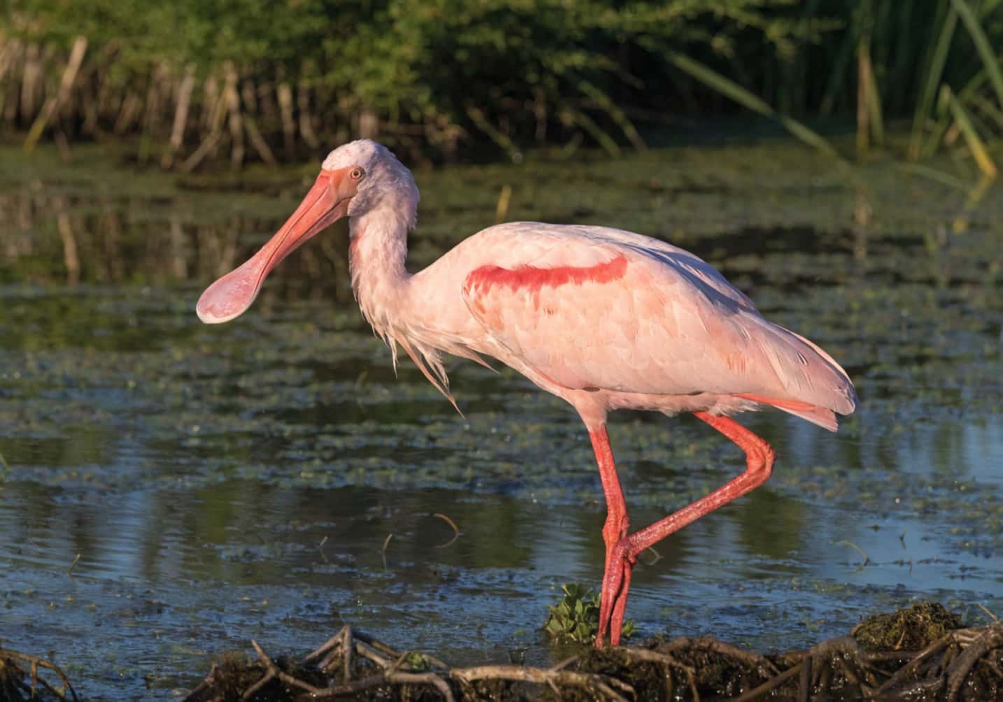 Spoonbill Bird