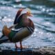 Mandarin Duck
