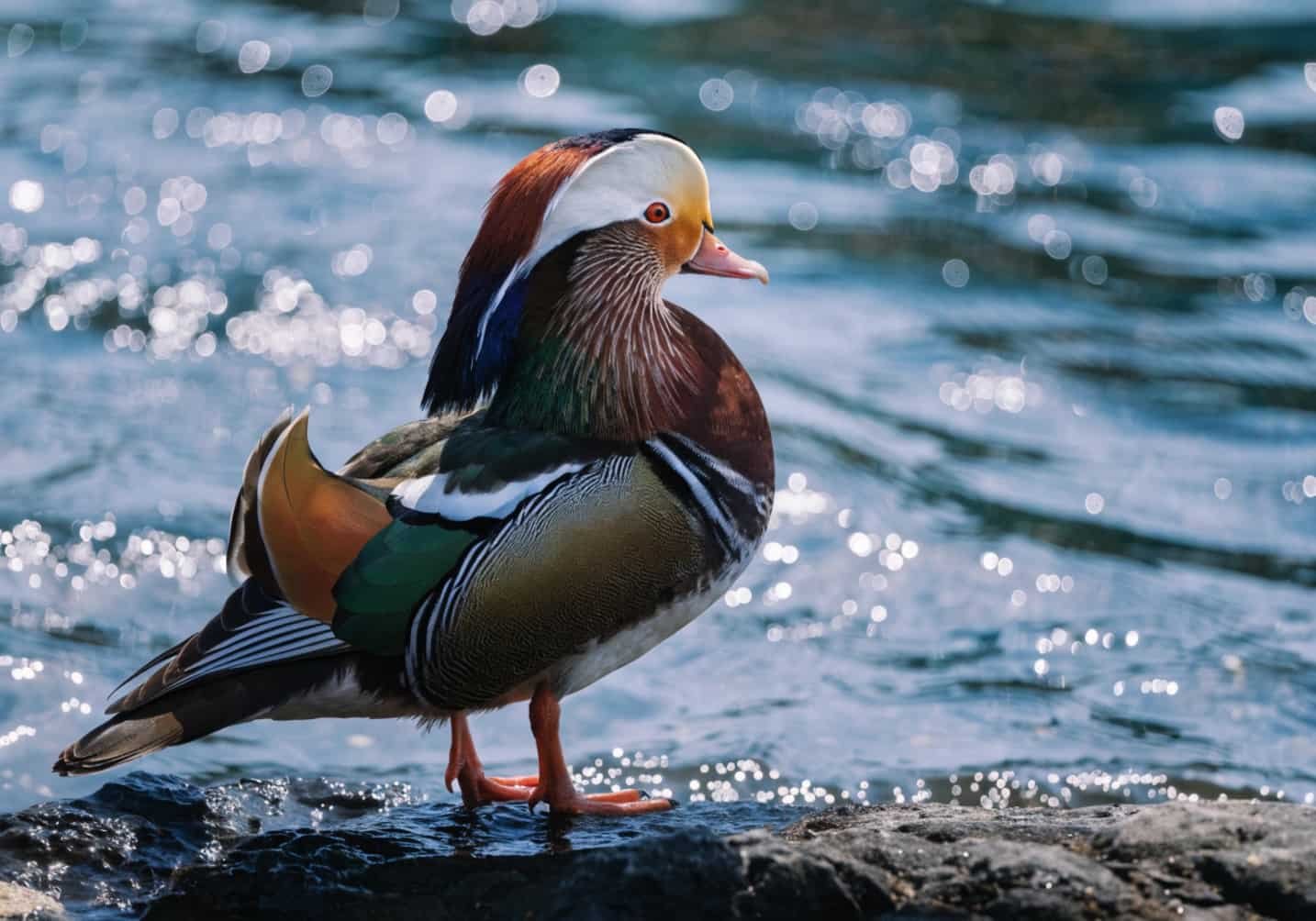 Mandarin Duck