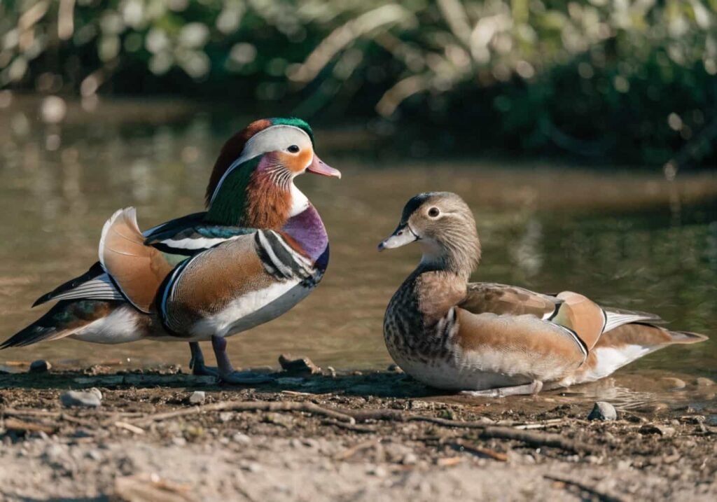 Male and female Mandarin Ducks standing side by side showing color difference