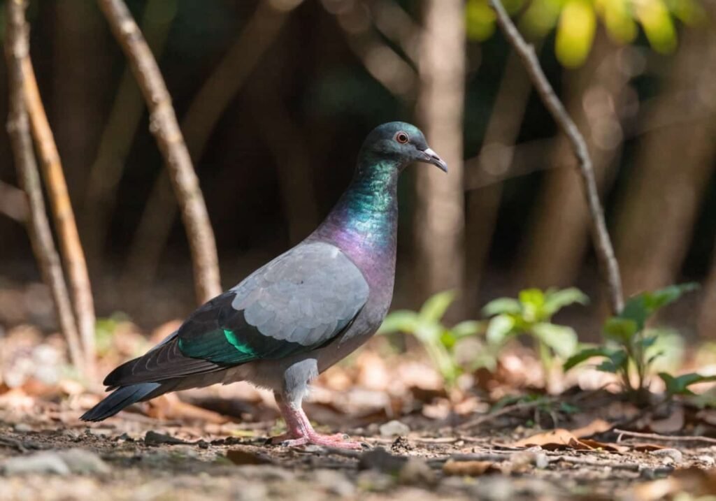 Full body view of a Nicobar pigeon standing on forest ground