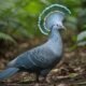 Victoria Crowned Pigeon