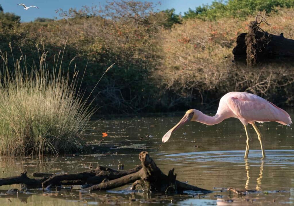 A spoonbill species standing in its natural wetland habitat in the wild.