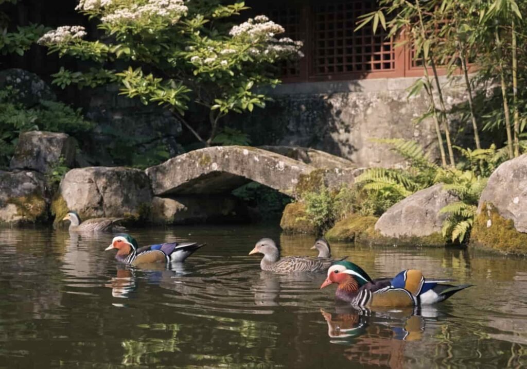 Mandarin Ducks resting near a traditional Asian garden pond
