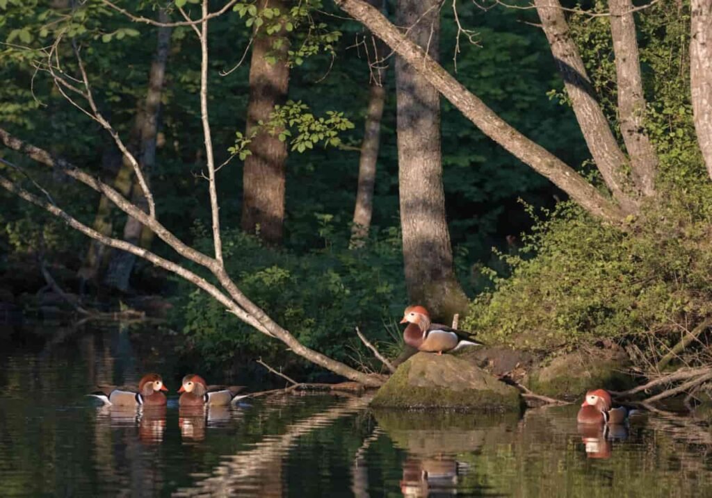 Mandarin Ducks resting near trees along a quiet wooded river