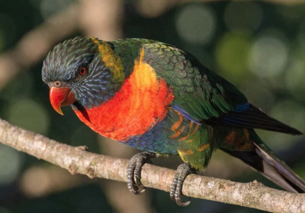 Group of rainbow lorikeets perched in a flowering gum tree in an Australian backyard