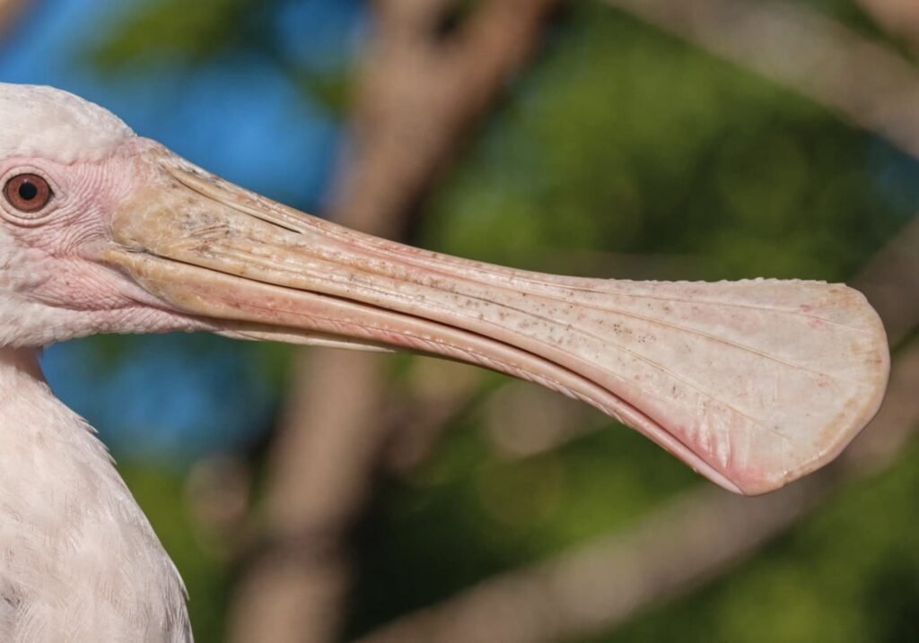 Close-up photo of a spoonbill's flat, spoon-shaped bill in natural light.