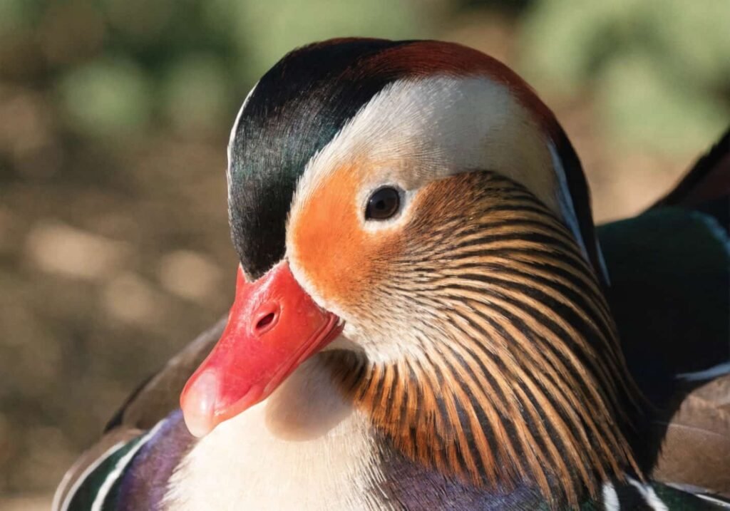 Close-up of a male Mandarin Duck showing its colorful head feathers