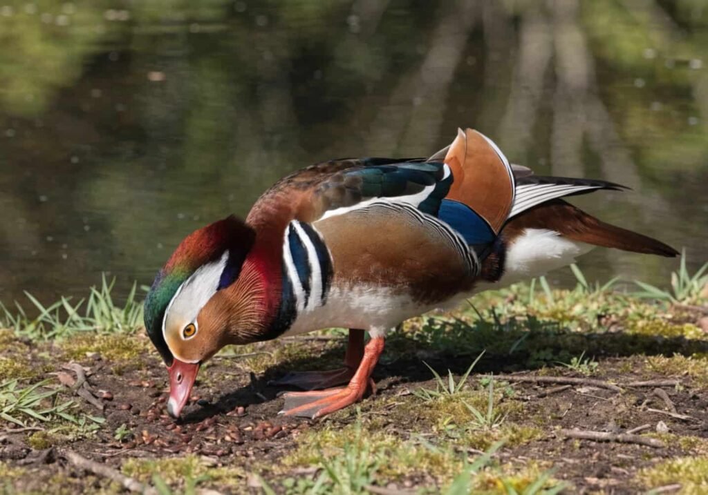 A Mandarin Duck foraging for seeds and nuts near a riverbank