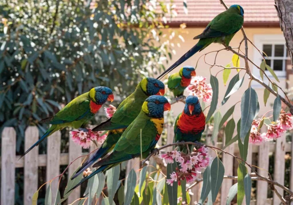 Rainbow lorikeet in sunlight showing blue head, orange chest, and green wing colors