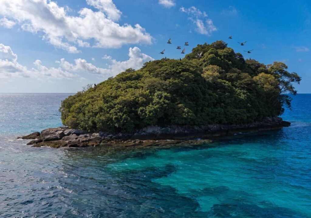 Tropical island forest habitat where Nicobar pigeons live and roam