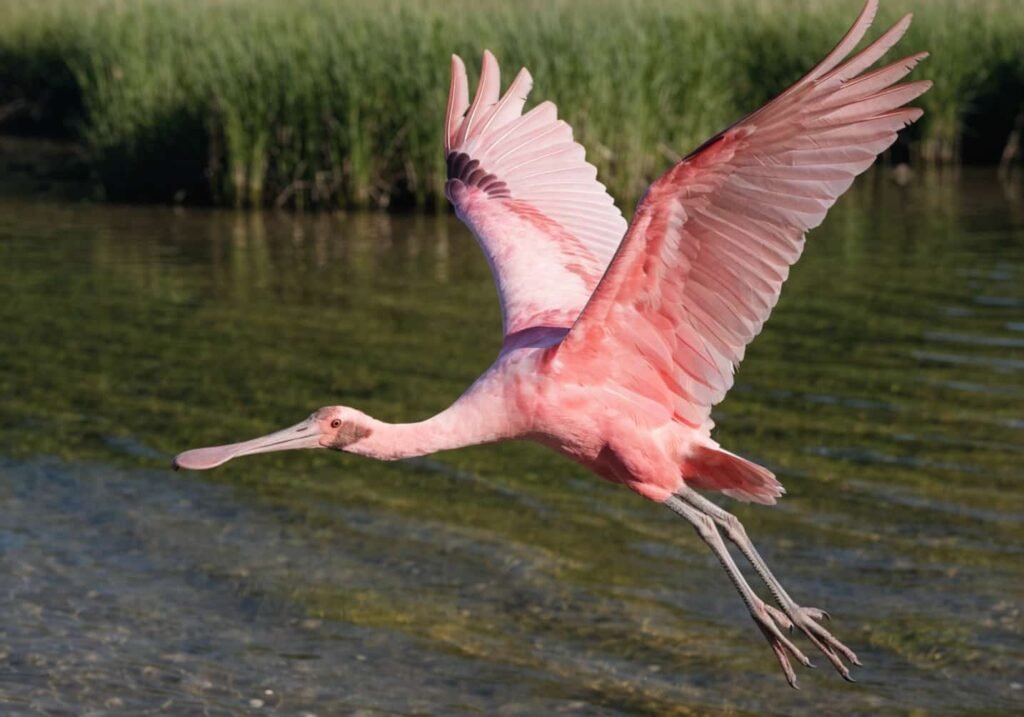 A pink Roseate Spoonbill showing its vivid feather coloring near a wetland
