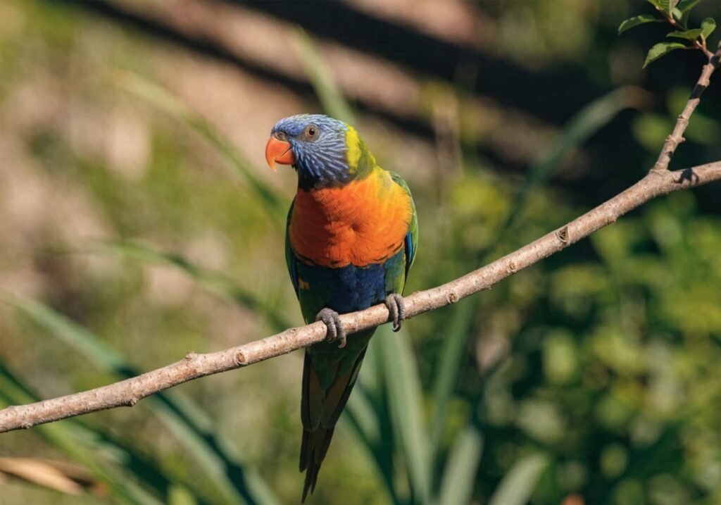 Image Prompt: A real photograph of a rainbow lorikeet feeding on nectar from a red bottlebrush flower, beak deep in the blossom, natural garden setting, close-up wildlife shot. Alt Text: Rainbow lorikeet feeding on nectar from a red bottlebrush flower