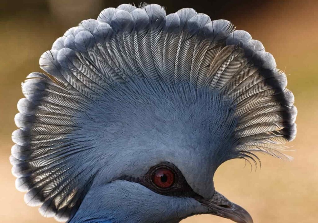 Real close-up image of the Victoria Crowned Pigeon's crown-like crest and striking red eye.