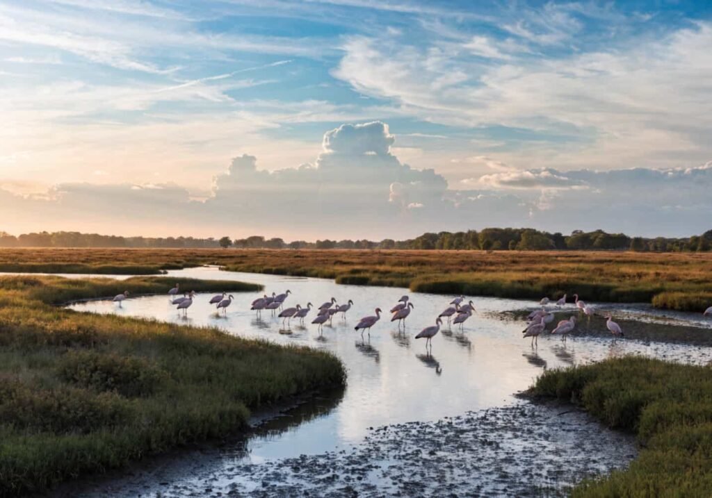 Spoonbills wading through a shallow wetland habitat at golden hour.