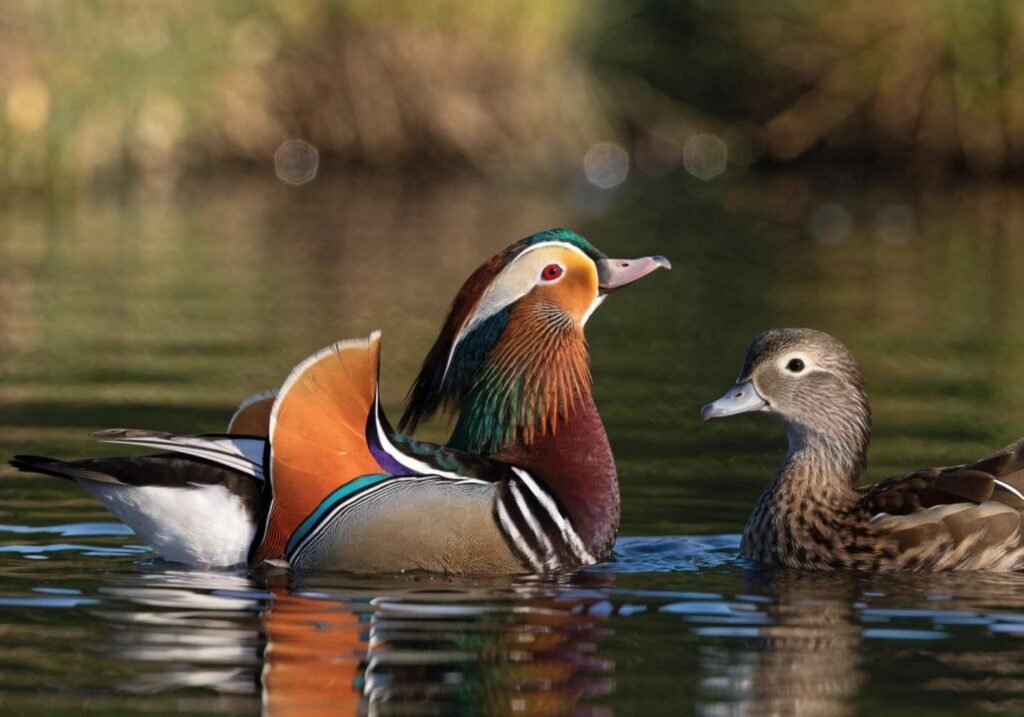 A male Mandarin Duck performing a courtship display near a female