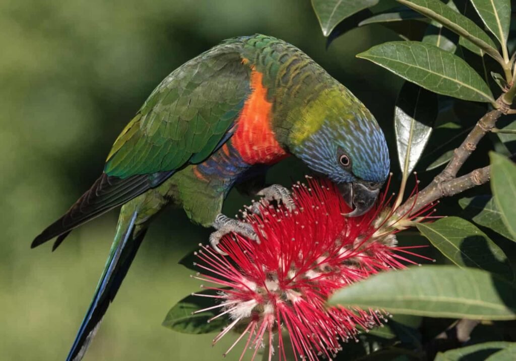Large flock of rainbow lorikeets gathered on tree branches during sunset
