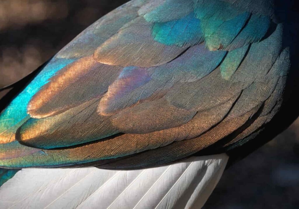 Close-up of shimmering rainbow-colored feathers on a Nicobar pigeon