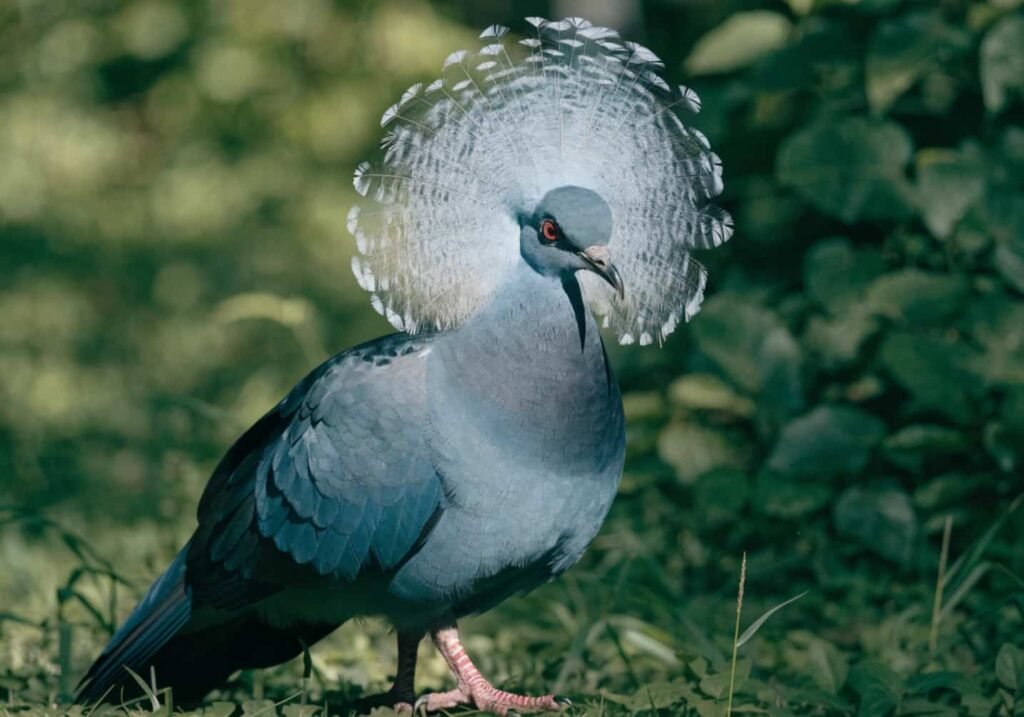 Real image of the Victoria Crowned Pigeon with its fan-shaped crest raised like a crown.