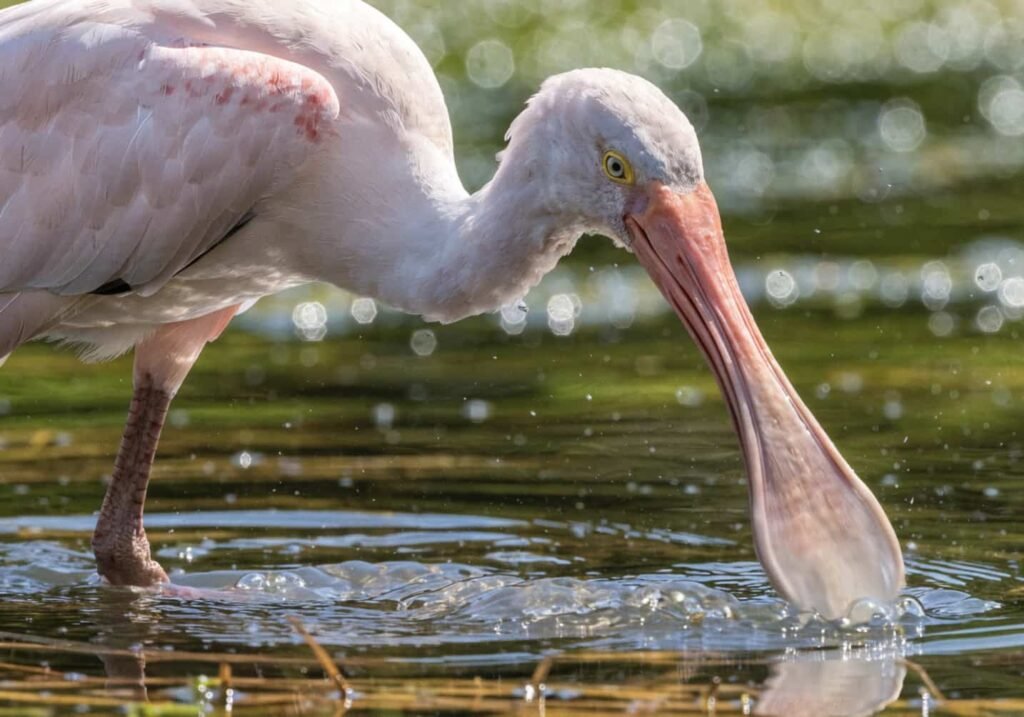 A spoonbill sweeping its bill through water while feeding on small fish