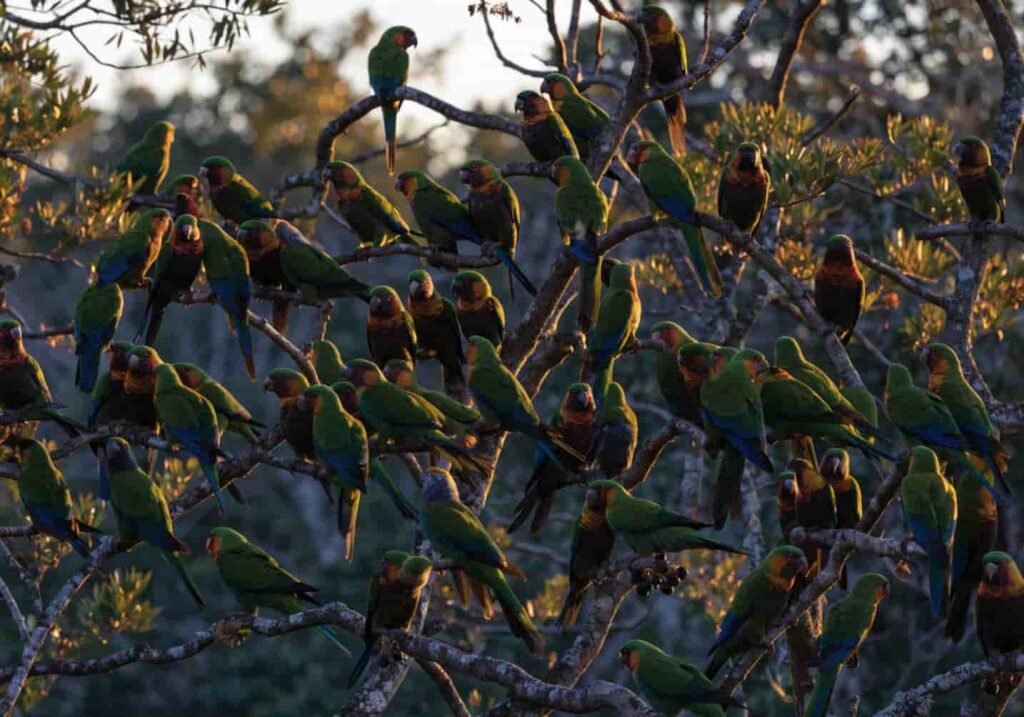 Two rainbow lorikeets interacting and calling to each other on a tree branch